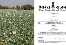 अफीम नीति 2026-27 जारी: दिवाली से पहले केंद्र सरकार का तोहफा, इस वर्ष बढ़ेंगे साढ़े 10 हजार नए किसान, अगले साल के लिए भी कड़े नियम तय