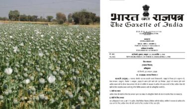 अफीम नीति 2026-27 जारी: दिवाली से पहले केंद्र सरकार का तोहफा, इस वर्ष बढ़ेंगे साढ़े 10 हजार नए किसान, अगले साल के लिए भी कड़े नियम तय अफीम नीति 2026-27 जारी: दिवाली से पहले केंद्र सरकार का तोहफा, इस वर्ष बढ़ेंगे साढ़े 10 हजार नए किसान, अगले साल के लिए भी कड़े नियम तय