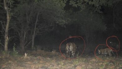 माधव टाइगर रिजर्व मे बाघिन MT3 ने 2 शावकों को दिया जन्म, बाघों की संख्या बढ़कर हुई 11
