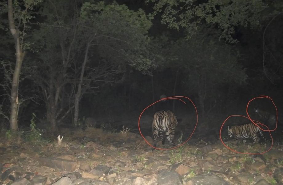 माधव टाइगर रिजर्व मे बाघिन MT3 ने 2 शावकों को दिया जन्म, बाघों की संख्या बढ़कर हुई 11
