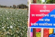 अफीम किसानों के लिए शुरू हुई ‘सेतु हेल्पलाइन’, व्हाट्सएप और क्यूआर कोड से सीधे दर्ज होगी शिकायत, 3 दिन में होगा समाधान