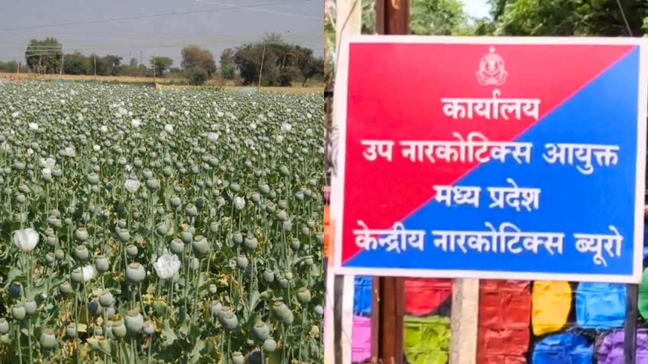 अफीम किसानों के लिए शुरू हुई ‘सेतु हेल्पलाइन’, व्हाट्सएप और क्यूआर कोड से सीधे दर्ज होगी शिकायत, 3 दिन में होगा समाधान