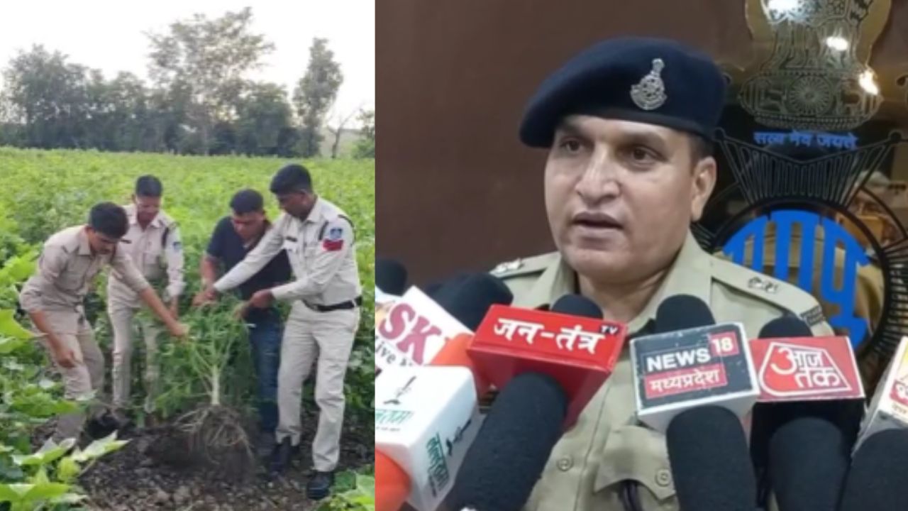 धार में नशे के खिलाफ पुलिस का बड़ा एक्शन, तीन अलग-अलग स्थानों से 1105 किलो गांजा बरामद, दो आरोपी गिरफ्तार