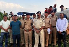 धार में मक्का-कपास के खेतों में उगा रहे थे गांजा, पुलिस ने जब्त की 25 करोड़ की फसल, चार आरोपी गिरफ्तार